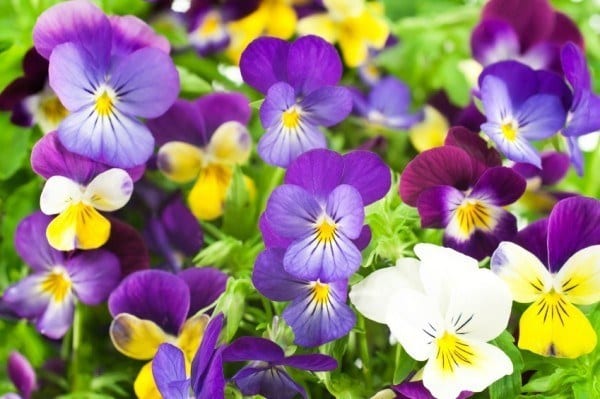 pansy