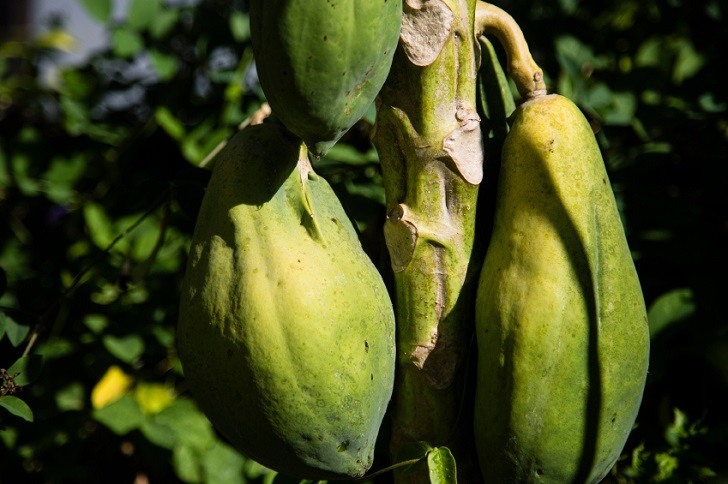 Green Papaya