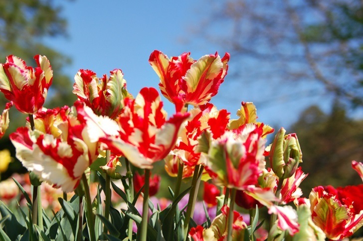 Parrot Tulips