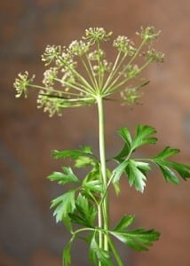 parsley