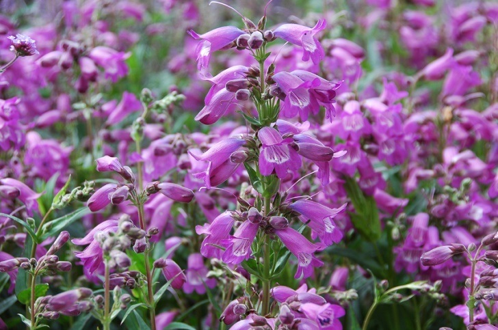 Penstemon Sour Grapes