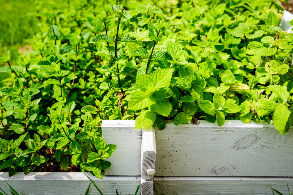 Peppermint seedlings