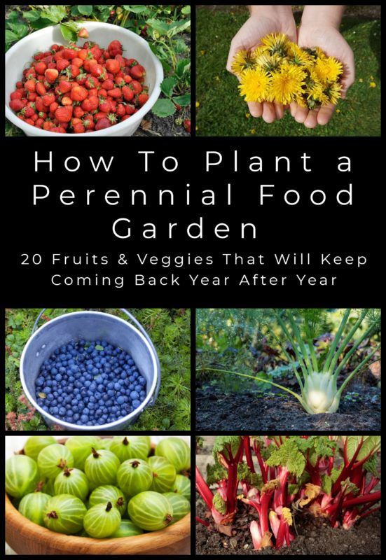 How To Plant A Perennial Food Garden - 20 Fruits & Veggies You Can Plant Once & Harvest For Years