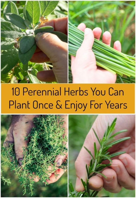 10 Perennial Herbs You Can Plant Once & Enjoy For Years