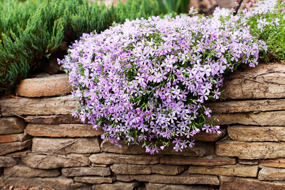 Phlox subulata