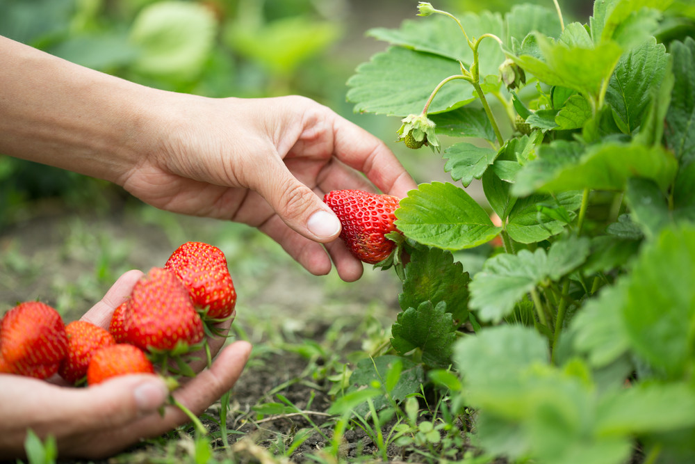 Picking strawberries