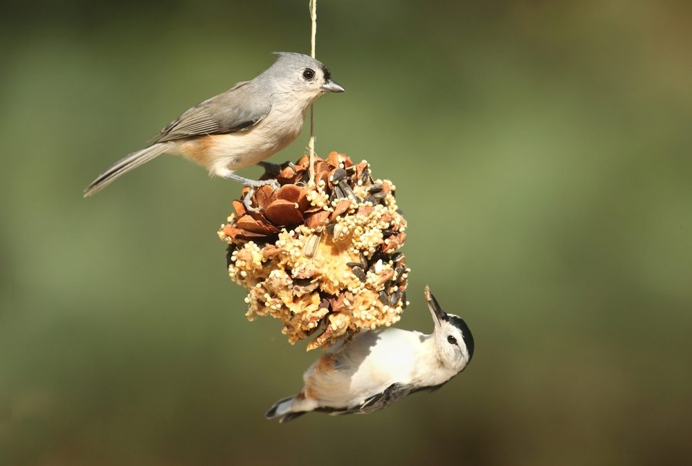 Craft A Pine Cone Bird Feeder