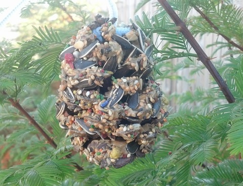 pinecone feeder