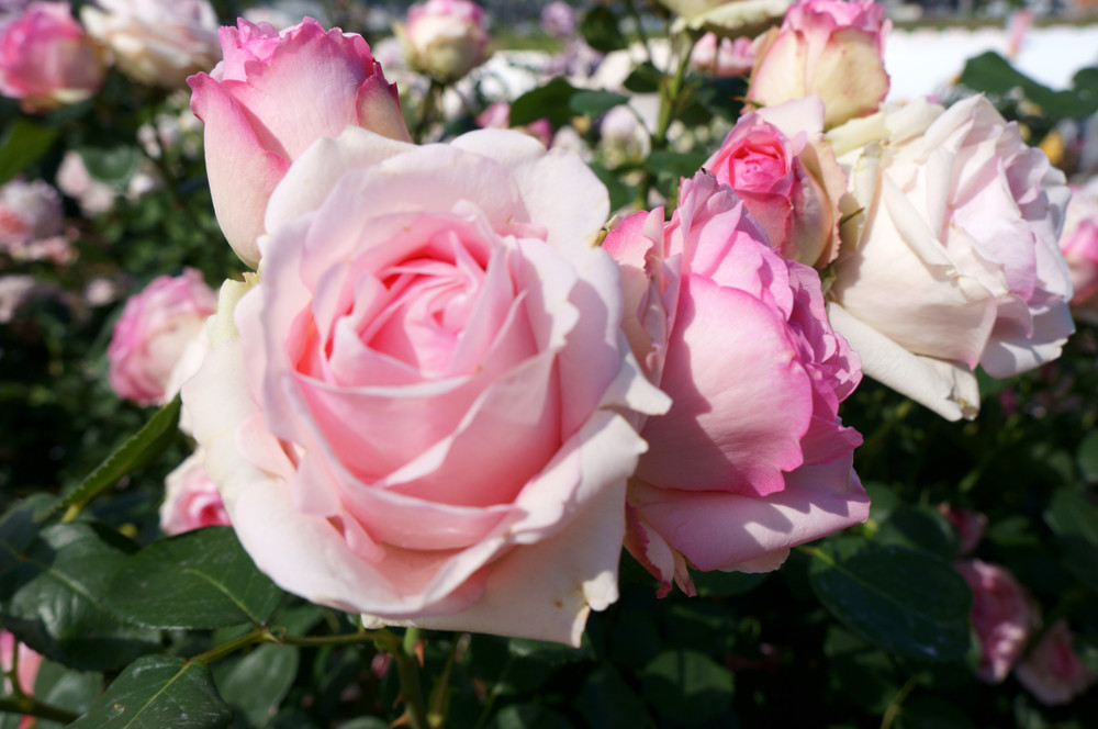 Pink roses