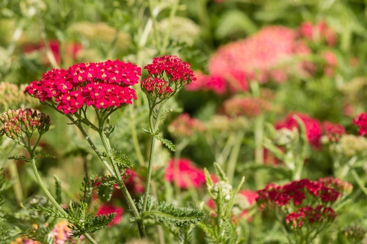 pink yarrow flower