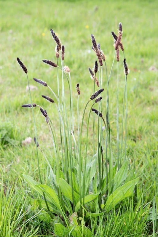 Plantago lanceolata. Pointed, narrow leaves.