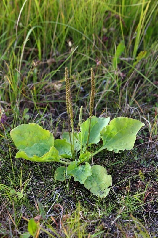 Plantago major, rounded leaves.