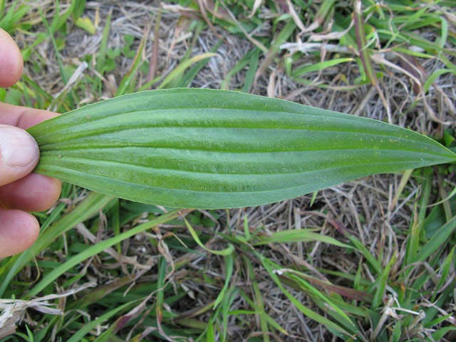 18 Edible Backyard Weeds With Extraordinary Health Benefits