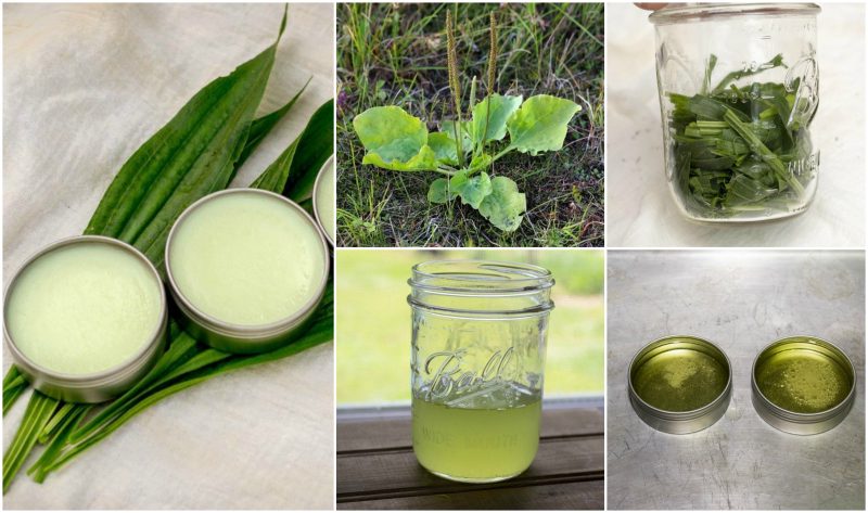 How to Make a Simple Healing Plantain Salve For Burns, Bites, Eczema & More