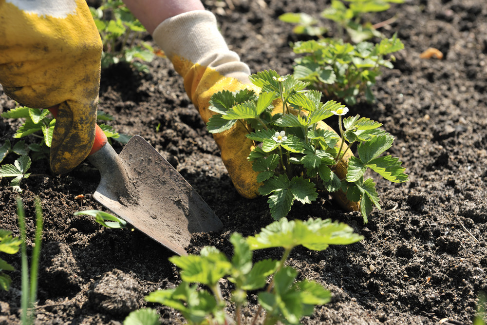 Planting strawberry plant