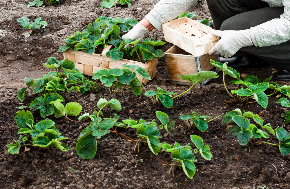 Planting strawberry plants