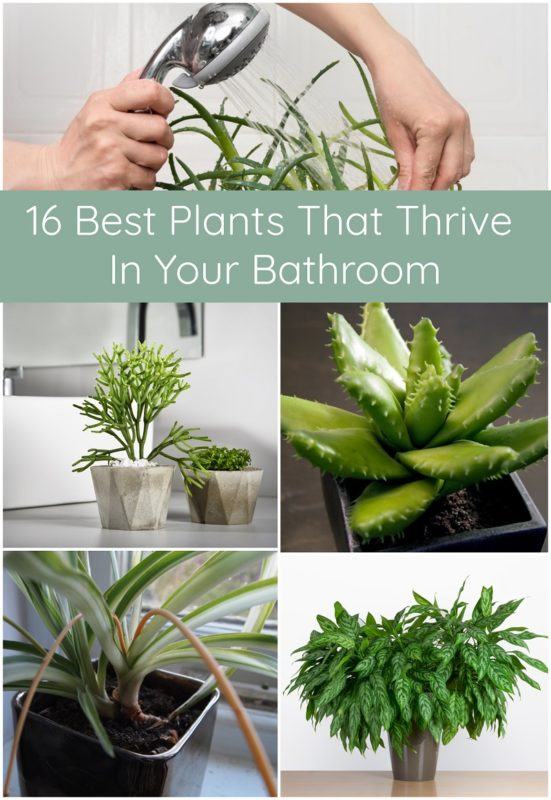 16 Best Plants That Thrive In Your Bathroom