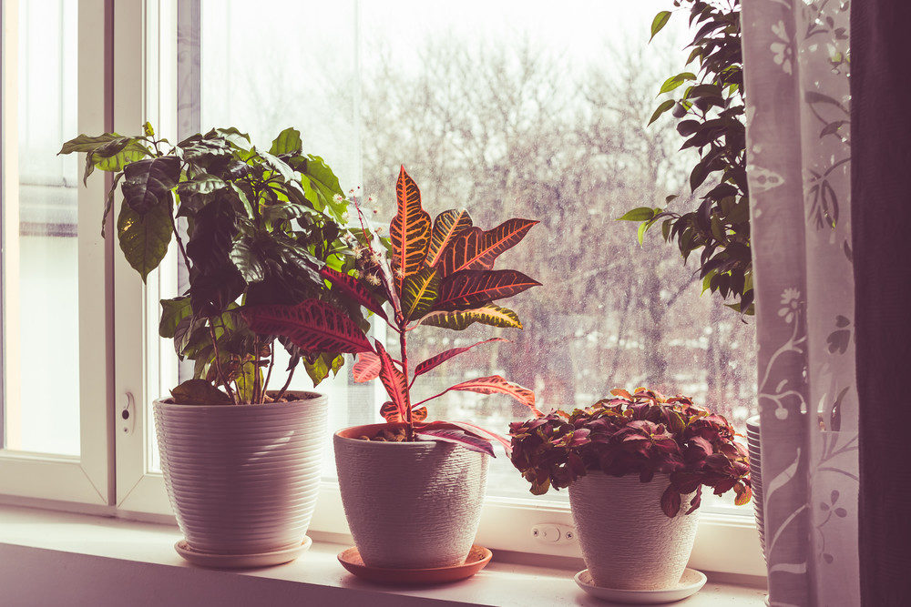 Plants on windowsill