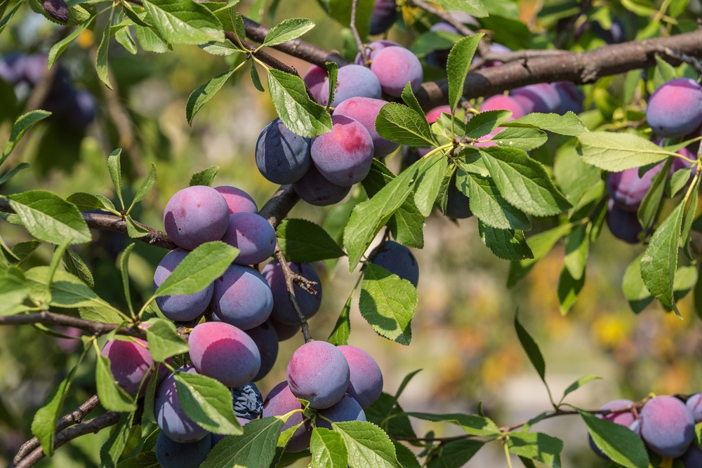 Plum Tree