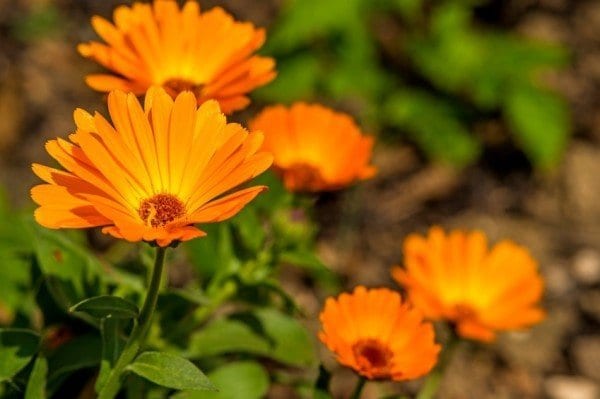 Calendula, medicinal plant