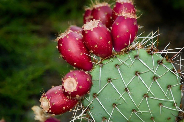 prickly pear fruit