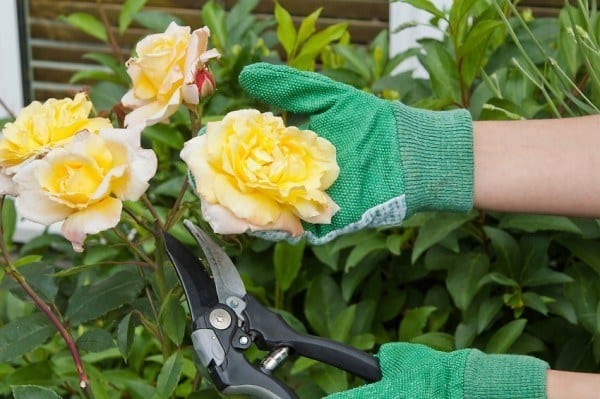 Cutting rose