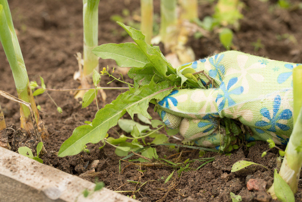 Pulling out weeds