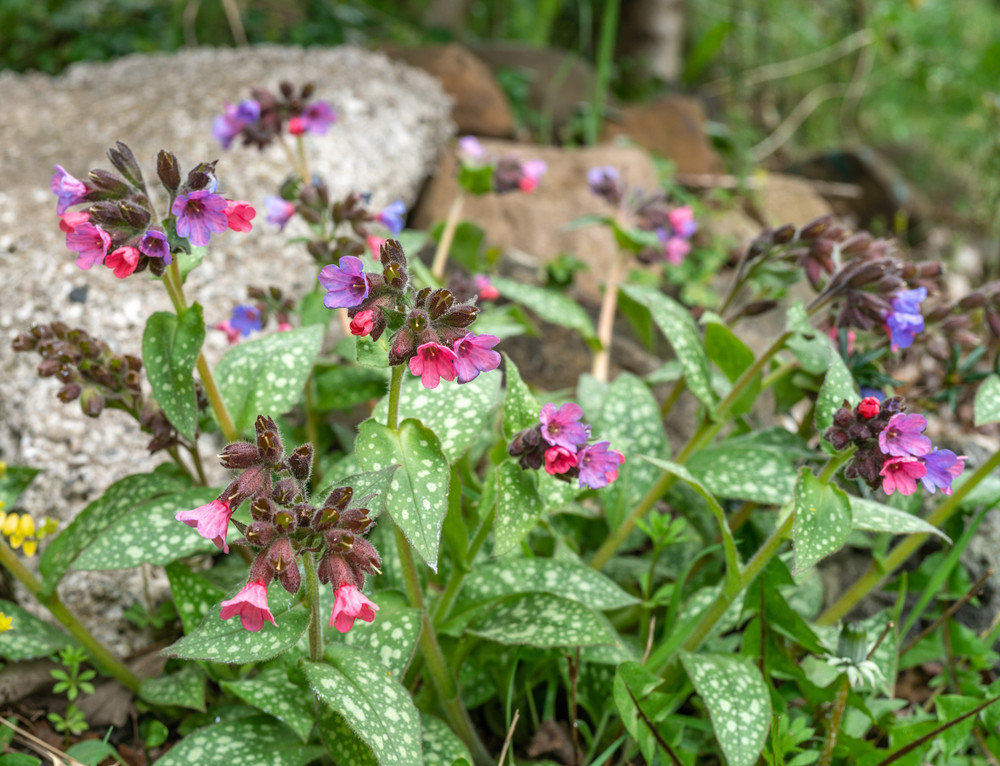 Pulmonaria plant