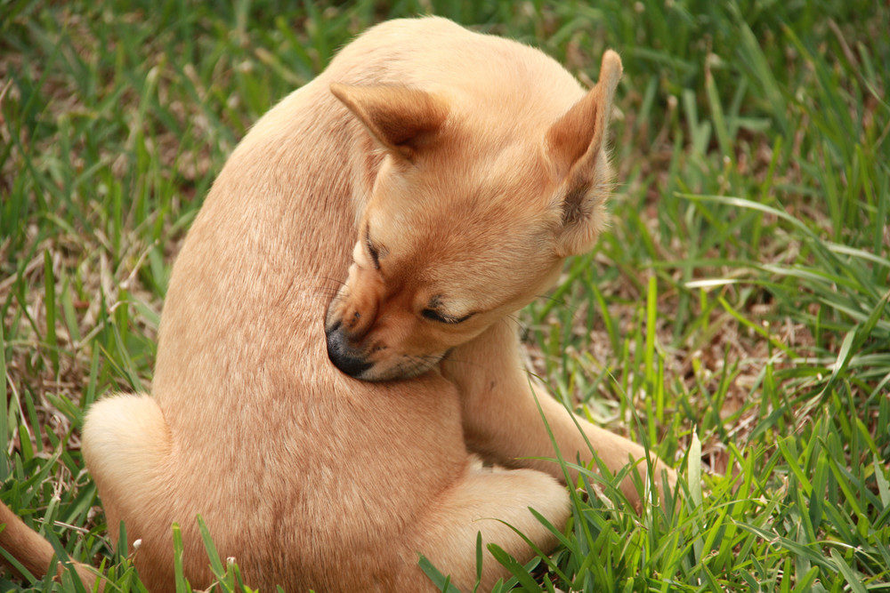 Puppy scratching