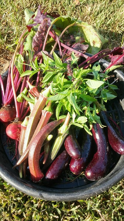 Purple beets