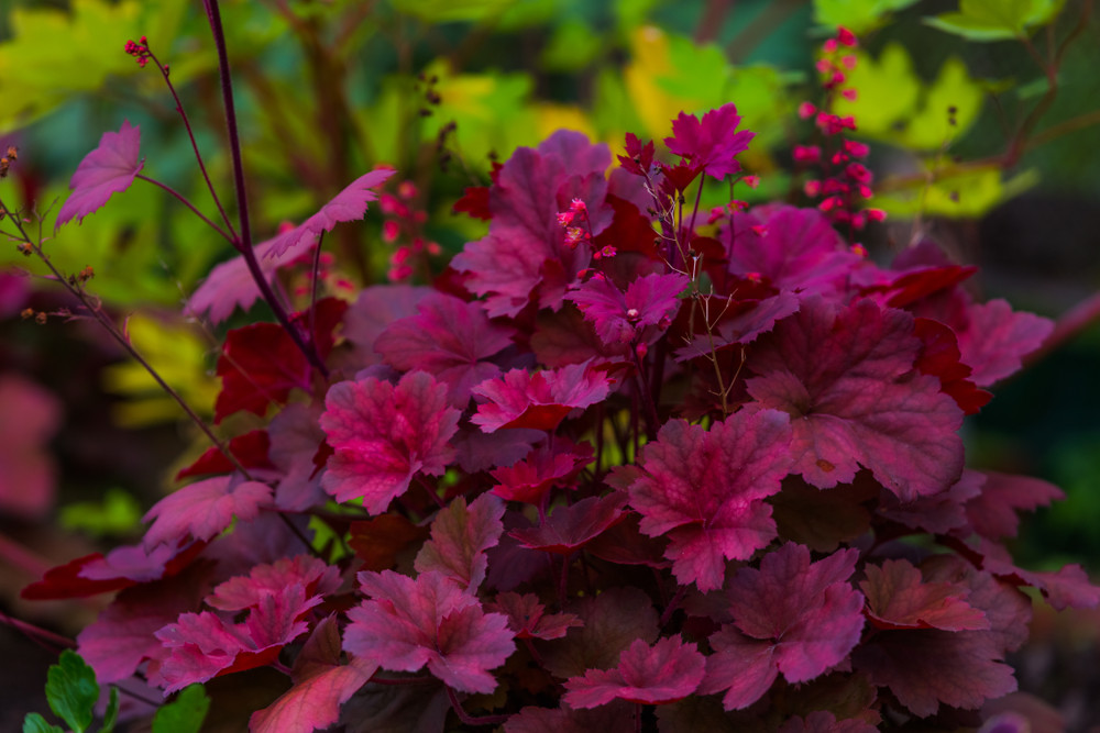 Purple coral bells