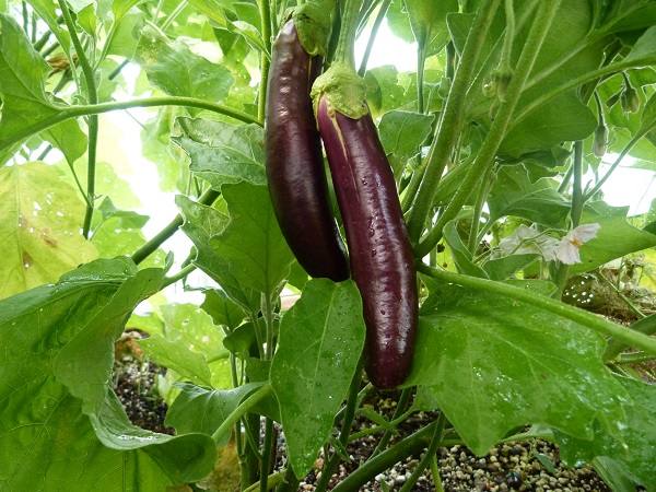 purple eggplant