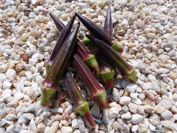 purple okra