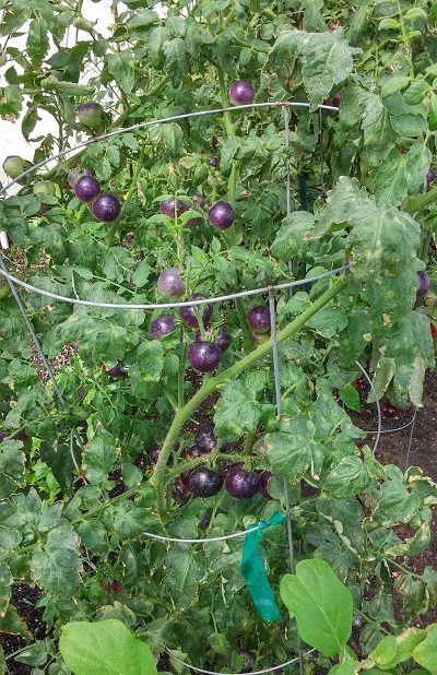 purple tomatoes