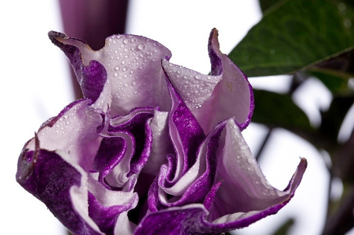 Purple Triple Datura