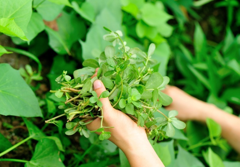 Purslane: The Everyday Edible 