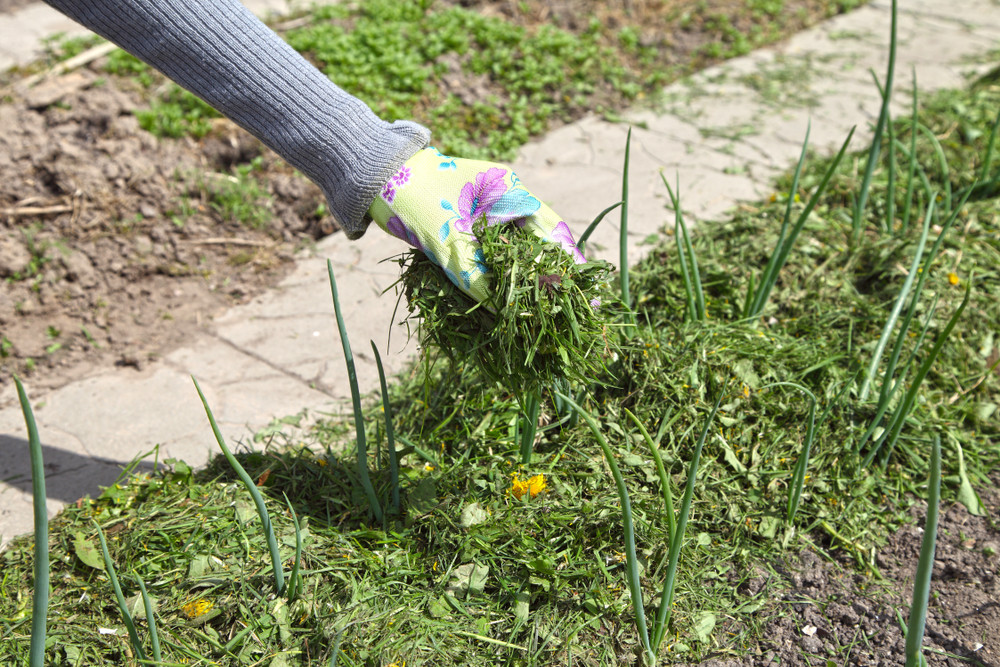 Putting grass mulch on garden