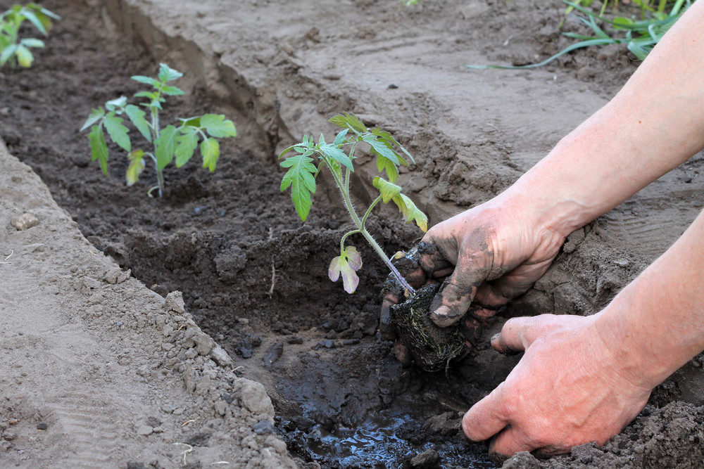 Putting tomato plant into transplant hole