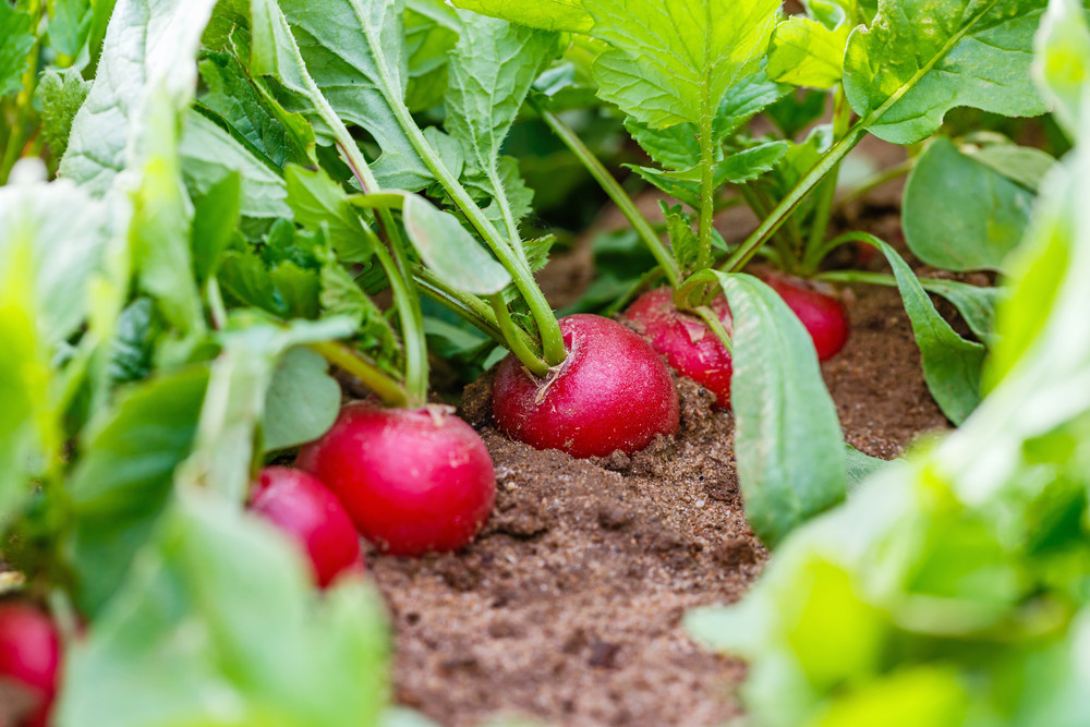 Radish growing