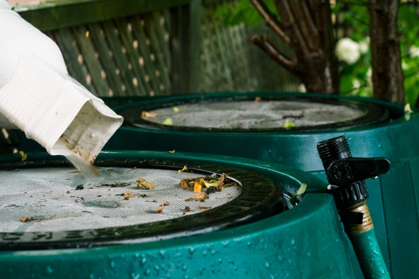 Barrels catching rainwater