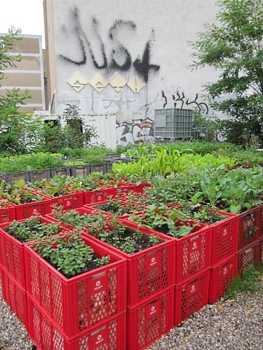 raised bed 3