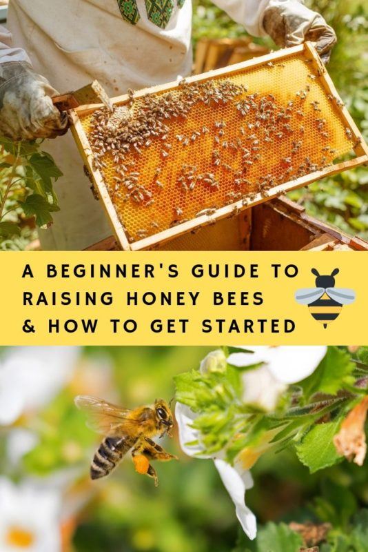 A Beginner's Guide To Raising Honey Bees & How To Get Started