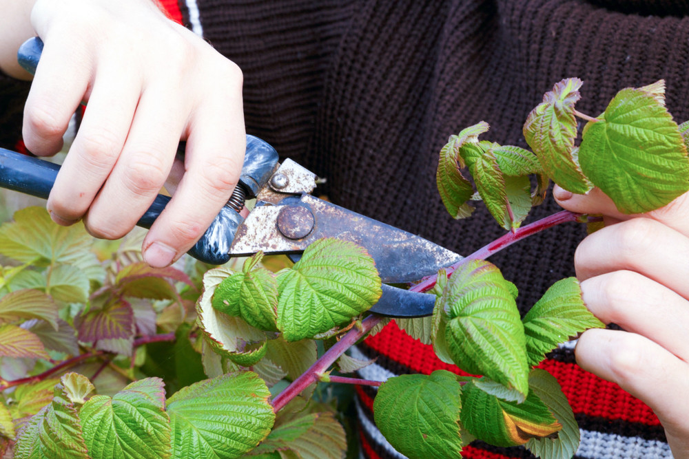 Pruning raspberry bush