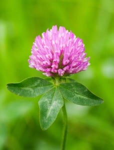 red clover