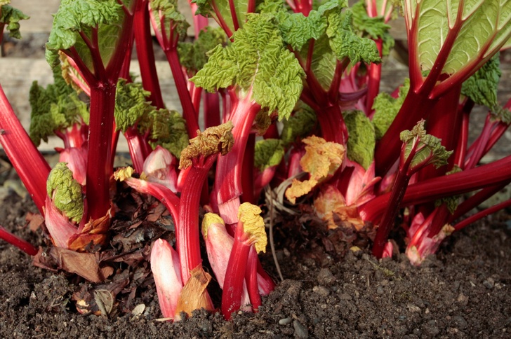 How to Plant a Perennial Food Garden – 20 Fruits & Veggies That Will Keep Coming Back Year After Year