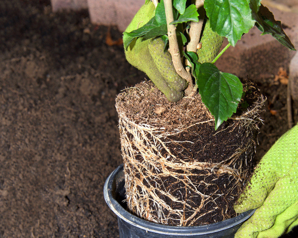 Root bound hibiscus