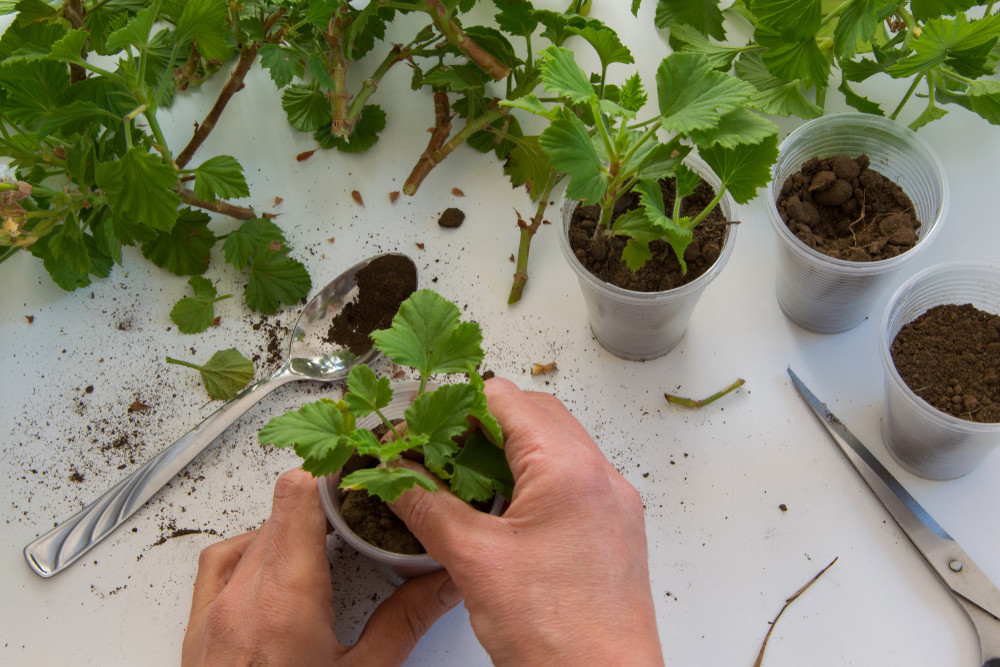 Rooting geranium cuttings