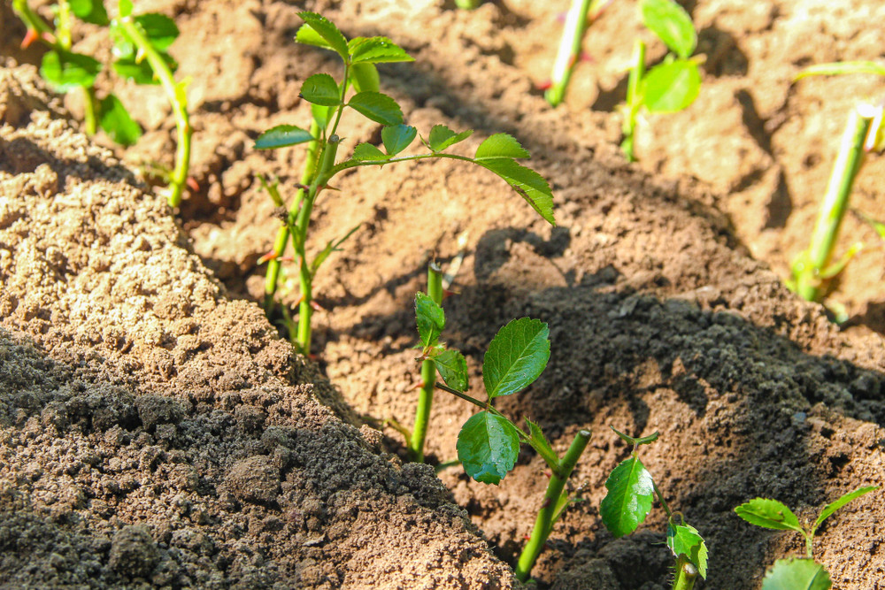 Rose cuttings in soil