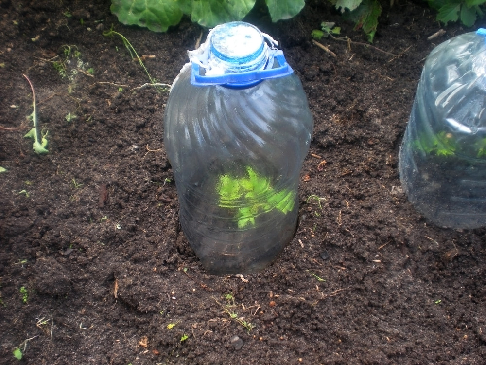 Rose cuttings under bottle