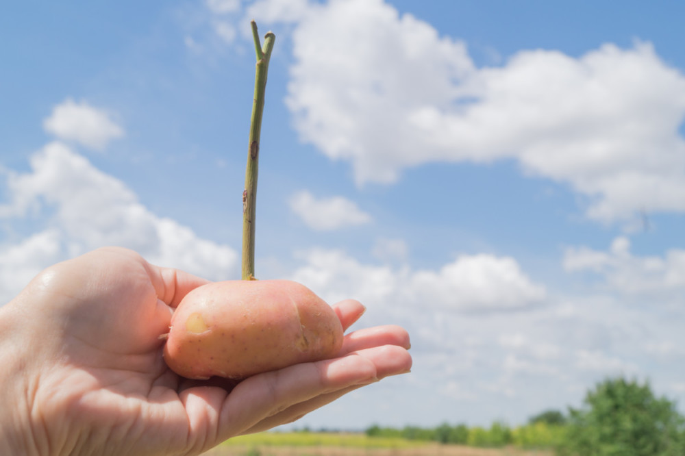 Rose stalk in potato